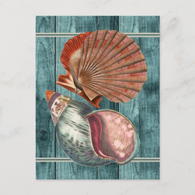 Vintag Style Seashells Postkarte (Vorderseite)