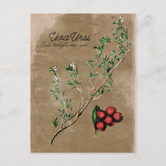 Vintag Style Uva Ursi Pflanze Postkarte