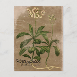 Vintag Style Wintergreen Pflanzen Postcard Postkarte