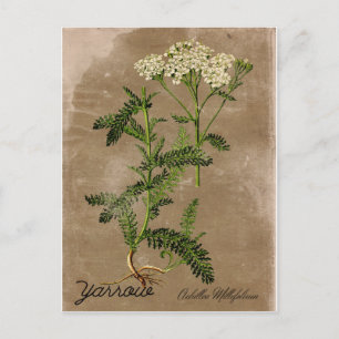 Vintag Style Yarrow Postcard Postkarte