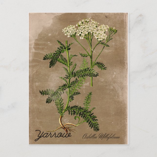 Vintag Style Yarrow Postcard Postkarte (Vorderseite)