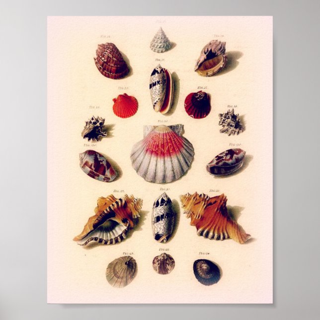 Vintag Sunset Seashell Collection Poster (Vorne)