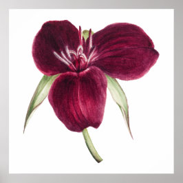 Vintag Sweet Trillium blühende Abbildung Poster