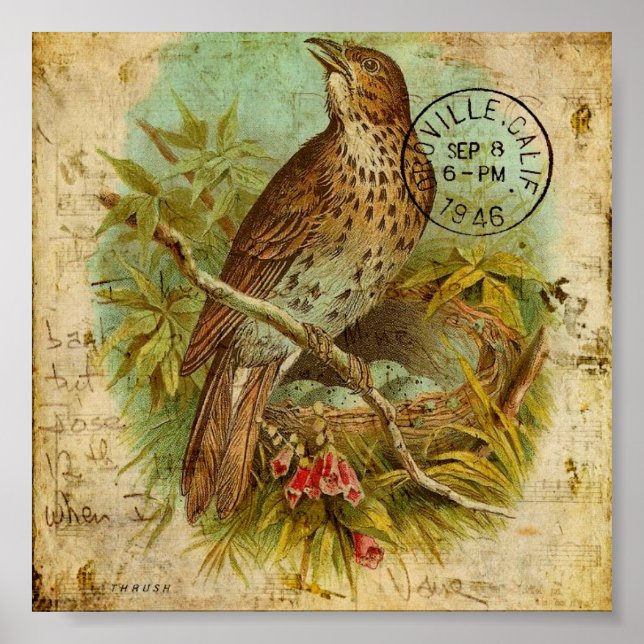 Vintag Thrush Bird Poster (Vorne)