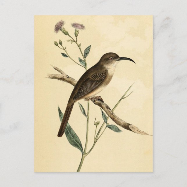Vintag Thrush Bird Postkarte (Vorderseite)