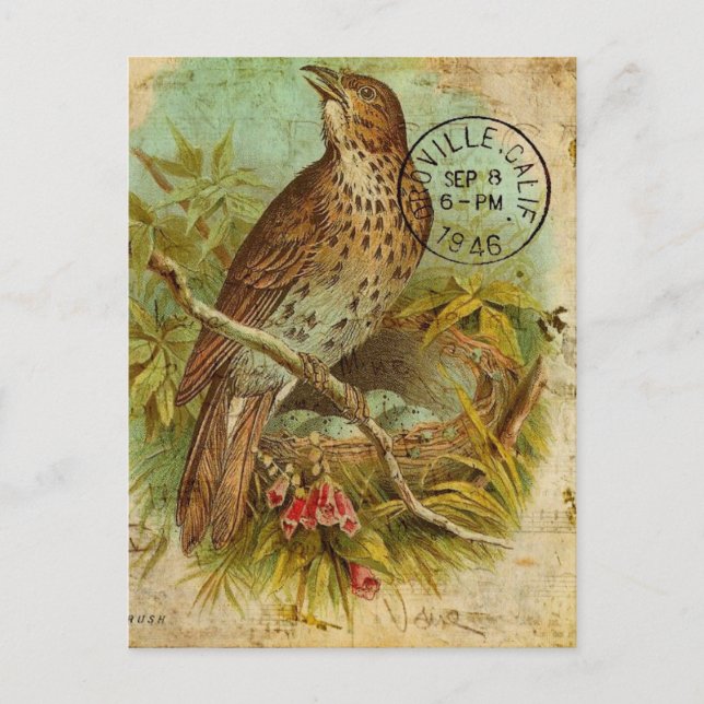 Vintag Thrush Bird Postkarte (Vorderseite)