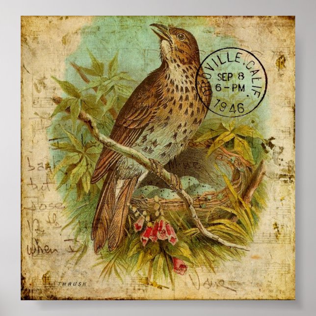 Vintag Thrush Poster (Vorne)