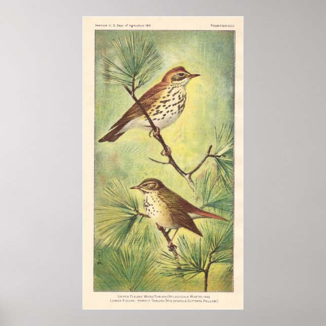 Vintag Thrush Poster (Vorne)