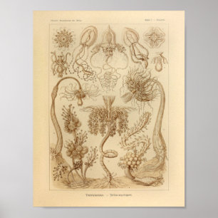 Vintag Tubulariae Color Ernst Haeckel Print Poster
