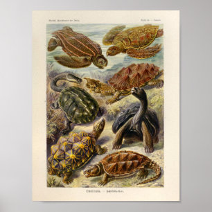 Vintag Turtles Color Ernst Haeckel Art Print Poster
