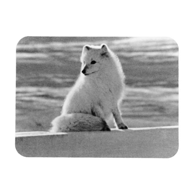 Vintag USA Alaska Arctic fox 1970 Magnet (Horizontal)