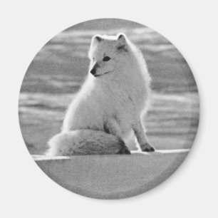 Vintag USA Alaska Arctic fox Magnet