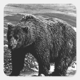 Vintag USA Alaska Braunbär 1970 Quadratischer Aufkleber