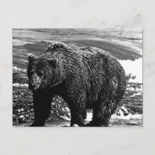 Vintag USA Alaska Braunbär Postkarte
