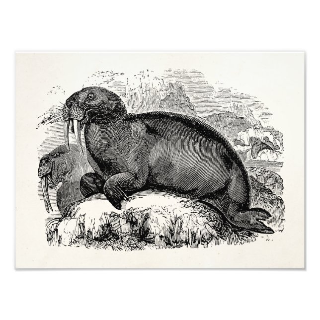Vintag Walrus 1800s Walruses Illustration Fotodruck (Vorne)