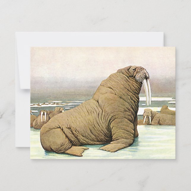 Vintag Walrus auf Iceberg in der Arktis, wild lebe (Vorderseite)
