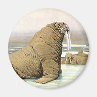 Vintag Walrus auf Iceberg in der Arktis, wild lebe