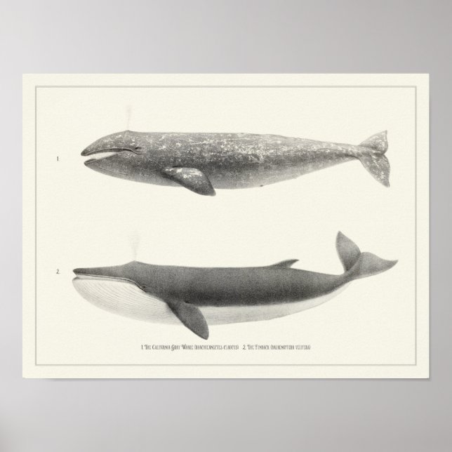 Vintag Whale-California Grauwal & Finback Whale Poster (Vorne)