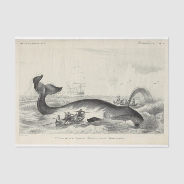 Vintag Whale Ship Ephemera Decoupage Nautic Seidenpapier (Vorderseite)