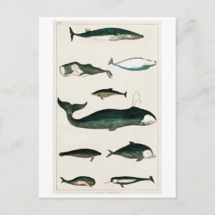 VINTAG WHALES CHART POSTCARD POSTKARTE