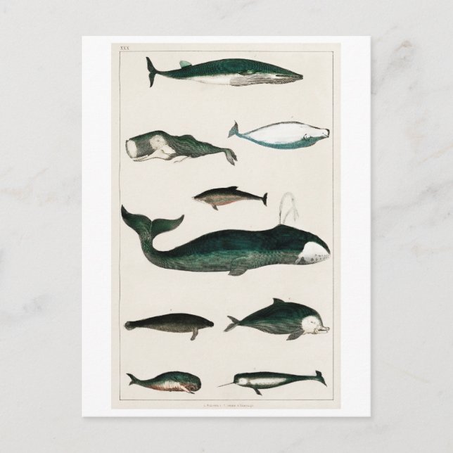VINTAG WHALES CHART POSTCARD POSTKARTE (Vorderseite)