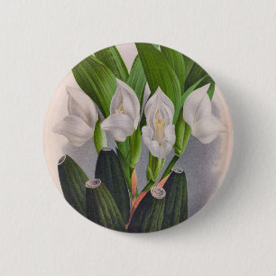 Vintag White Orchid Anguloa Uniflora Lindenia Button