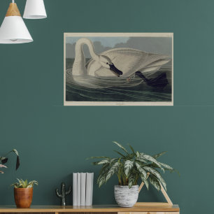 Vintag White Trumpeter Swan Poster