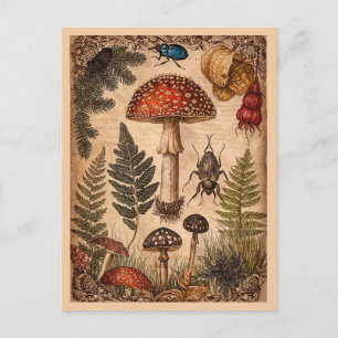 Vintag Woodland Toadstol Ferns Beetles Postkarte
