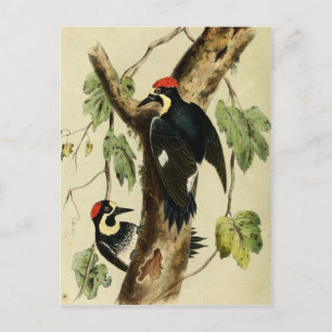 Vintag Woodpecker Bird Postkarte