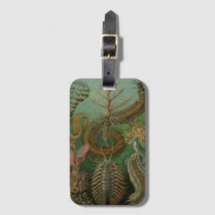 Vintag Worms Annelids Chaetopoda von Ernst Haeckel Gepäckanhänger