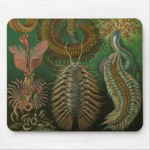 Vintag Worms Annelids Chaetopoda von Ernst Haeckel Mousepad