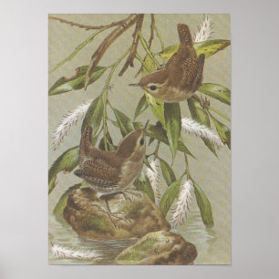 Vintag Wrens Poster