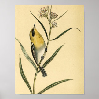 Vintag Yellow Warbler Bird Poster