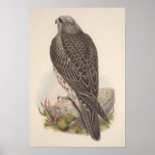 Vintag Young Island Falcon Bird Poster