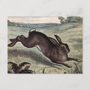 Vintag Zeichnend: Hare in einem Feld laufen Postkarte
