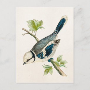 Vintage 1800er Blaue Vogels Singvögel Zeichnung Postkarte