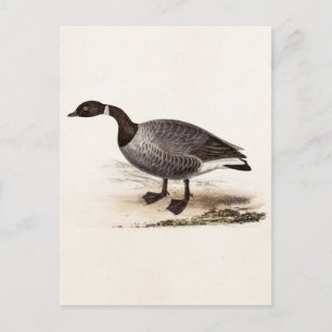 Vintage 1800er Brent Goose - Retro Gänse Vorlage Postkarte
