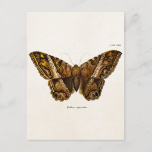 Vintage 1800er Brown Fuzzy Moth Template Butterfly Postkarte