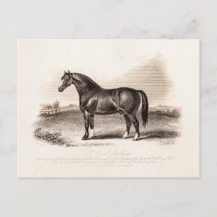 Vintage 1800er Cart Stallion Horse Illustration Postkarte
