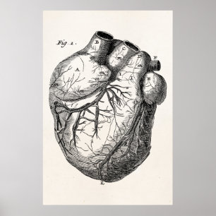Vintage 1800er Herz Retro Herz Anatomie Herzen Poster