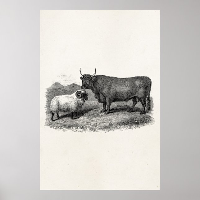 Vintage 1800er Jahre Bull Sheep Illustration Retro Poster (Vorne)