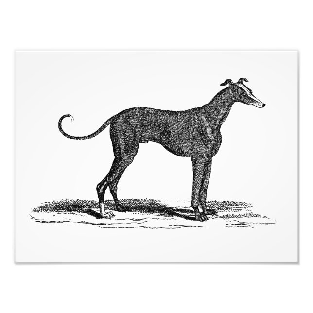 Vintage 1800er-Jahre-Hunde-Hunde-Illustration - Hu Fotodruck (Vorne)