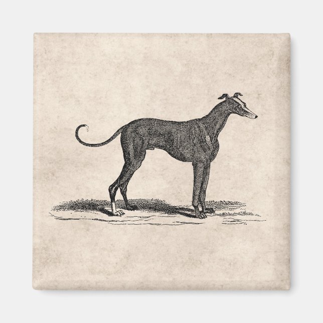 Vintage 1800er-Jahre-Hunde-Hunde-Illustration - Hu Magnet (Vorne)