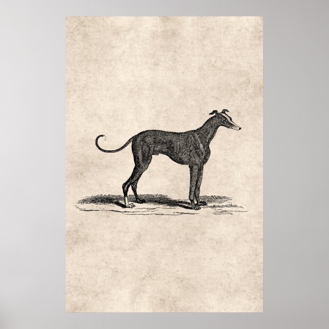 Vintage 1800er-Jahre-Hunde-Hunde-Illustration - Hu Poster (Vorne)