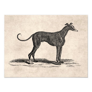 Vintage 1800er-Jahre-Hunde-Illustration - Hunde Fotodruck