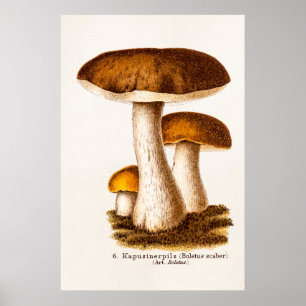 Vintage 1800er Jahre Pilz Scaber Braune Pilze Poster