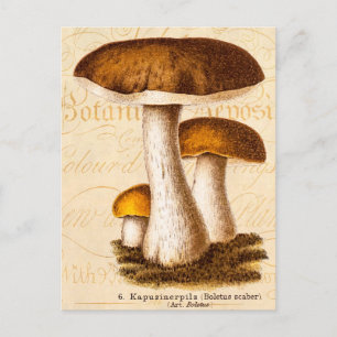 Vintage 1800er Jahre Pilz Scaber Braune Pilze Postkarte