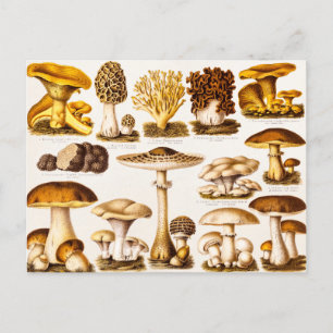Vintage 1800er Jahre Pilz-Vorlage Postkarte
