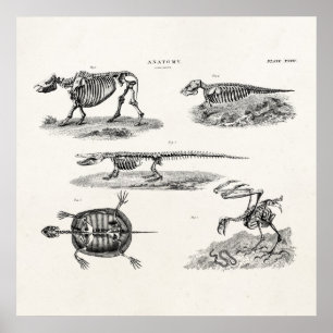 Vintage 1800er-Jahre Tierskelette Antike Anatomie Poster