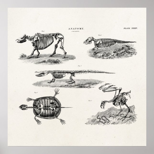 Vintage 1800er-Jahre Tierskelette Antike Anatomie Poster (Vorne)